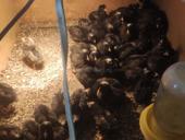 Цыплята гриз-бар