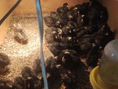 Цыплята гриз-бар