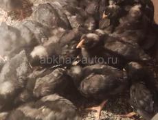 Цыплята гриз-бар