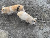 Продаю поросят