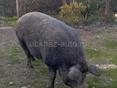 Продам свиноматку