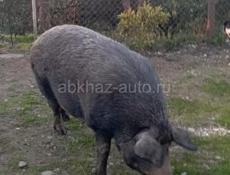 Продам свиноматку