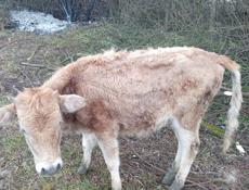 Тёлка 45 50 кг 