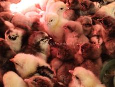 Цыплята разных пород