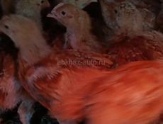 Цыплята ред бро