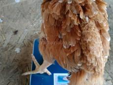 Цыплята ред бро