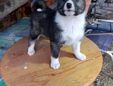 Западная Сибирская Лайка щенок