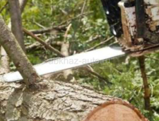 Расчистка участков ,спил или кронирование  деревьев.