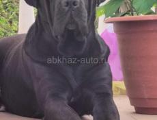 Услуги вязки Кане -Корсо 