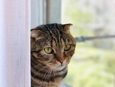 Отдам кошку в добрые руки!