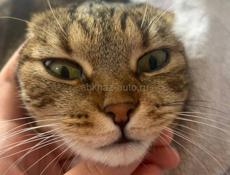 Отдам кошку в добрые руки!