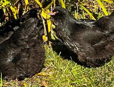 Куплю 3 курицы несушки