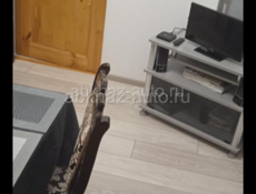 Сдам по суточно весь дом, в десяти минутах от берега в 15 минутах  пешком от центрального рынка. о.