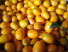 Продаю  кумкват 10кг