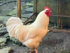 Петухи 