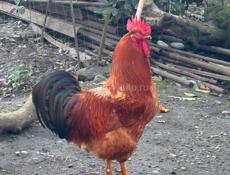 Петухи 