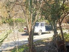 Пальма финиковая