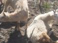 Продам 5 коз