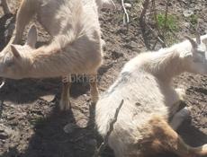 Продам 5 коз