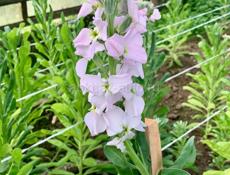 Продаю цветы маттиолы 