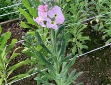 Продаю цветы маттиолы 