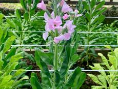 Продаю цветы маттиолы 