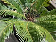 Пальмовый саженец 