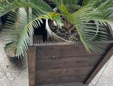 Пальмовый саженец 