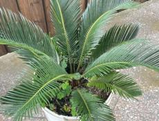 Пальмовый саженец 