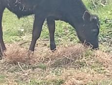 Бычок 6 месяцев хароши активны сам себя смотрит харашо растет