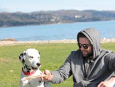 Далматинец для случки