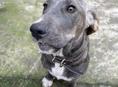 Ищу собаку
