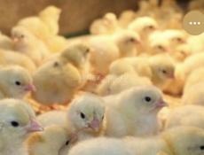 Цыплята бройлера