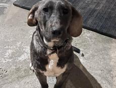 Ищем песика