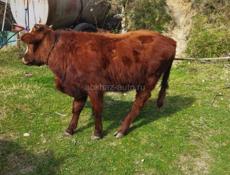 Продается бычок