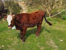 Продается бычок