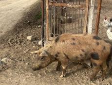  Продается  матка с Парасятами 4 поросенка одам все вместе цена в лс только ватсап 