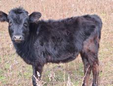 Продам тёлочку