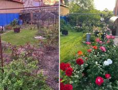 Обрезка роз, формирование сада