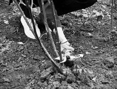 Обрезка роз, формирование сада