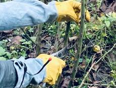 Обрезка роз, формирование сада