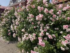 Обрезка роз, формирование сада