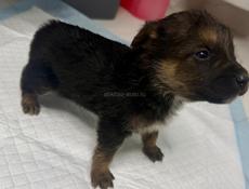 Отдам девочку щенка в добрые руки Бесплатно.