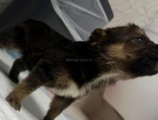 Отдам девочку щенка в добрые руки Бесплатно.