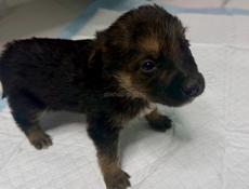 Отдам девочку щенка в добрые руки Бесплатно.