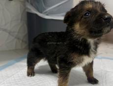 Отдам девочку щенка в добрые руки Бесплатно.