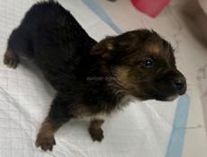 Отдам девочку щенка в добрые руки Бесплатно.