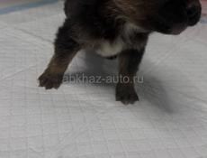 Отдам девочку щенка в добрые руки Бесплатно.