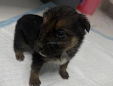 Отдам девочку щенка в добрые руки Бесплатно.