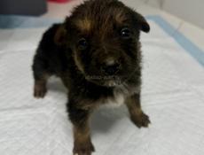 Отдам девочку щенка в добрые руки Бесплатно.